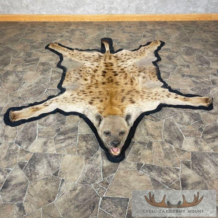 Spotted Hyena Full-Size Taxidermy Rug Taxidermy