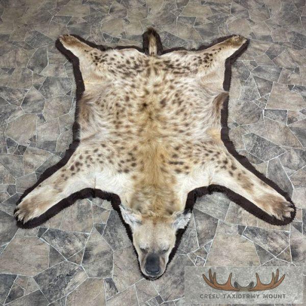 Spotted Hyena Full-Size Taxidermy Rug For Sale