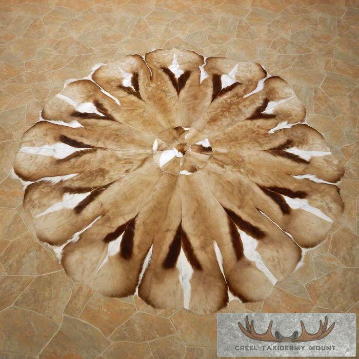 Springbok Hide Rug Taxidermy Mount For Sale - Creel Taxidermy