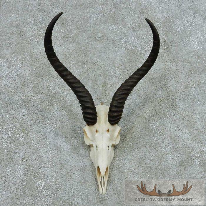 Springbok Skull & Horns European Mount