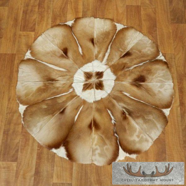 Springbok Rugstring Springbok Hide Rug Taxidermy Mount For Sale - Creel Taxidermy