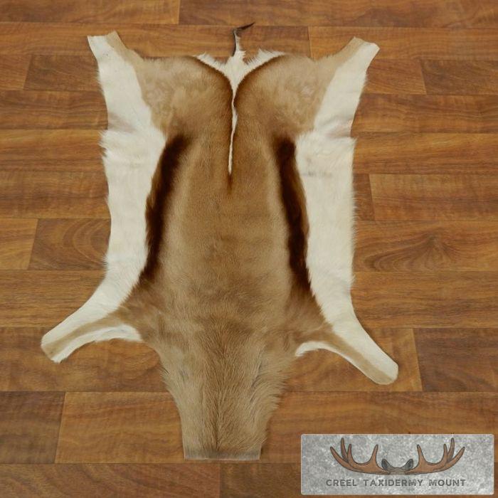 Springbok Hide Taxidermy Mount For Sale