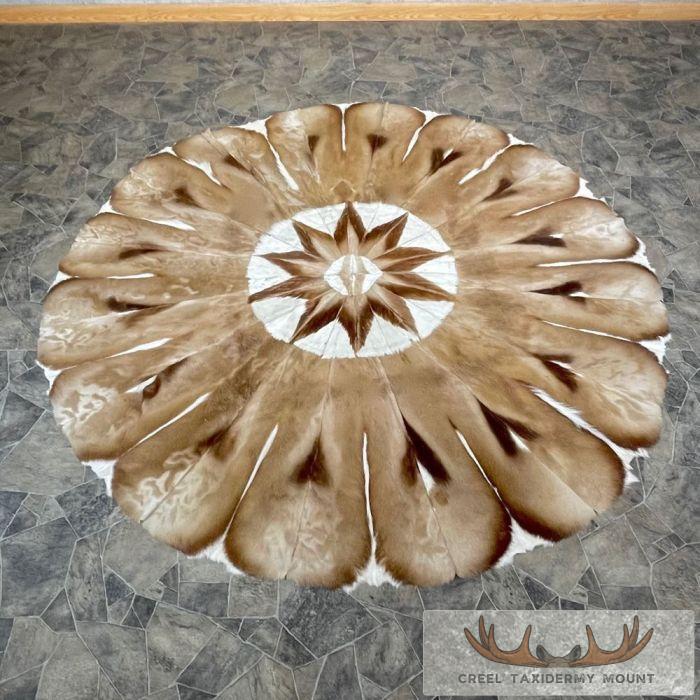 Springbok Hide Rug Taxidermy Mount For Sale - Creel Taxidermy