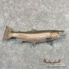 Steelhead Taxidermy Fish Mount For Sale