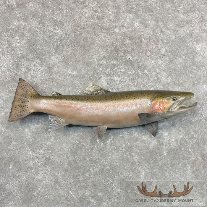 Steelhead Taxidermy Fish Mount For Sale