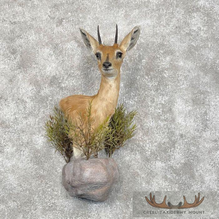 Steinbok Taxidermy Shoulder Mount For Sale