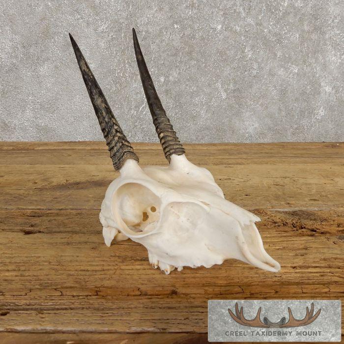 Steinbok European Skull Taxidermy Mount For Sale