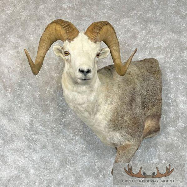 Stone Sheep 1/2 Life-Size Taxidermy Mount For Sale