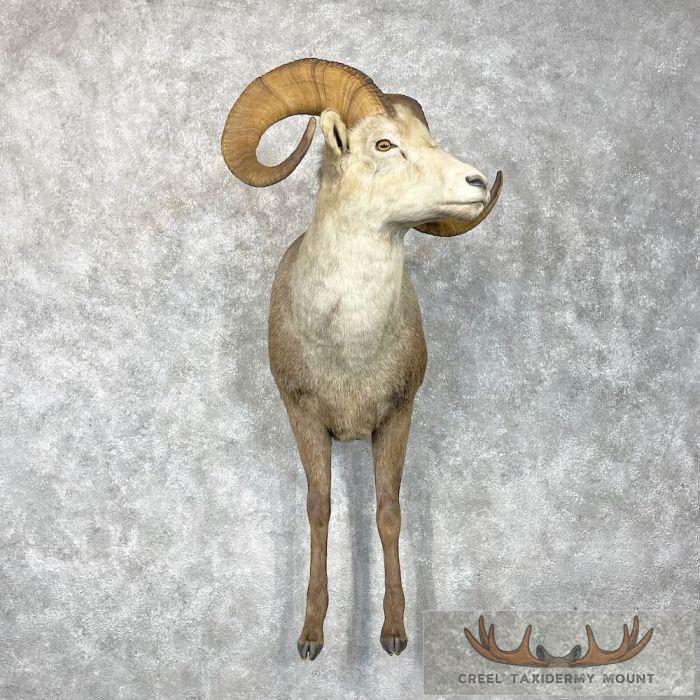 Stone Sheep 1/2 Life Size Taxidermy Mount For Sale
