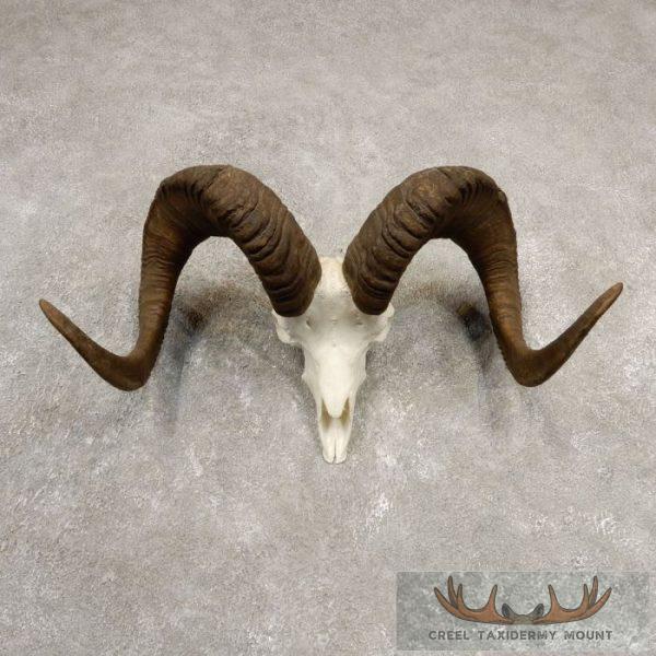 Stone Sheep Ram Taxidermy Reproduction Skull Mount For Sale