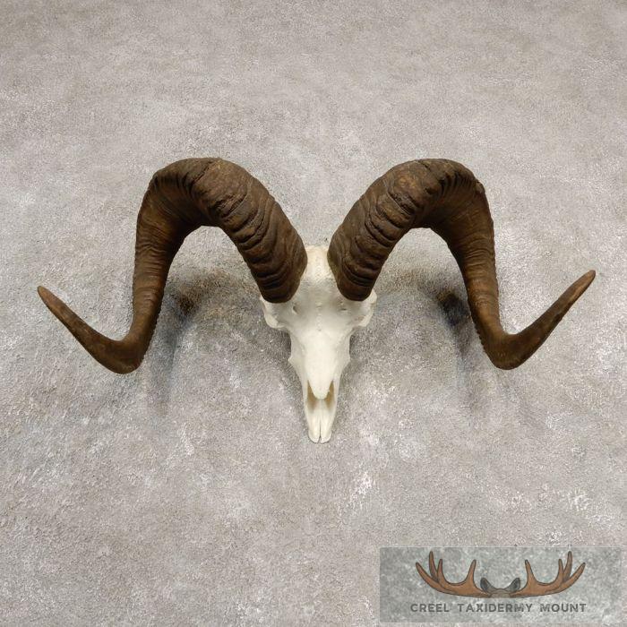 Stone Sheep Ram Taxidermy Reproduction Skull Mount For Sale