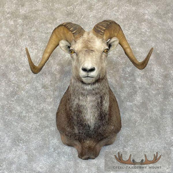 Stone Sheep Ram Taxidermy Shoulder Mount For Sale