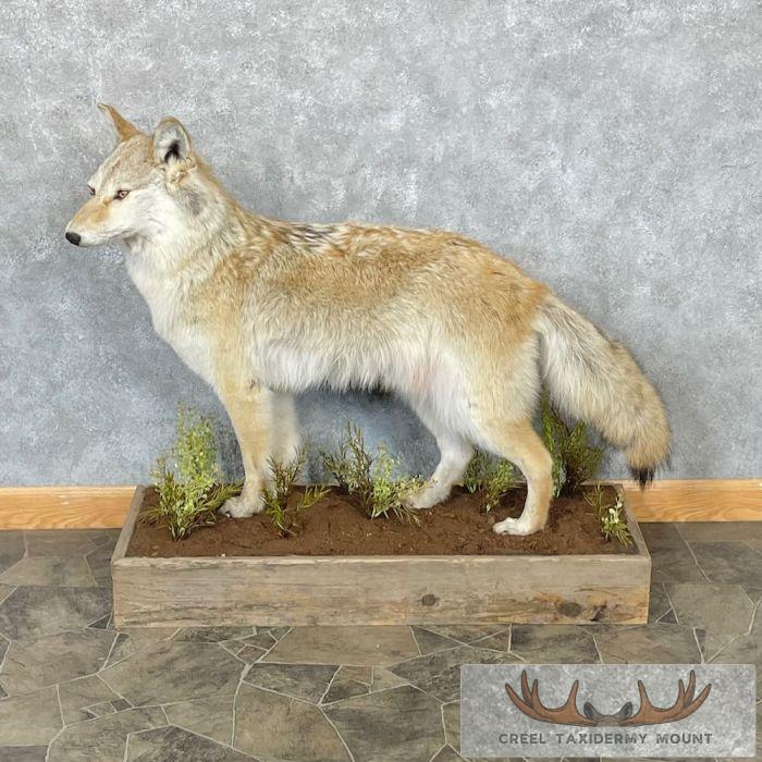 Strawberry Coyote Life Size Taxidermy Mount For Sale