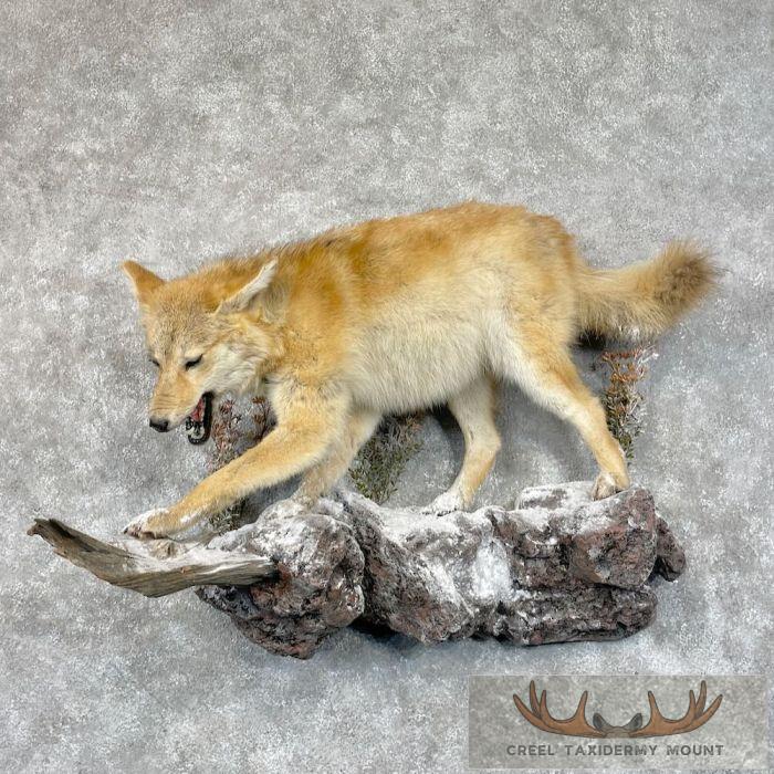 Strawberry Coyote Life Size Taxidermy Mount For Sale
