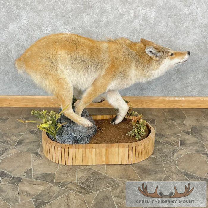 Strawberry Coyote Life Size Taxidermy Mount For Sale