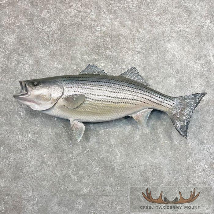44.5" Striped Bass Taxidermy Fish Mount For Sale