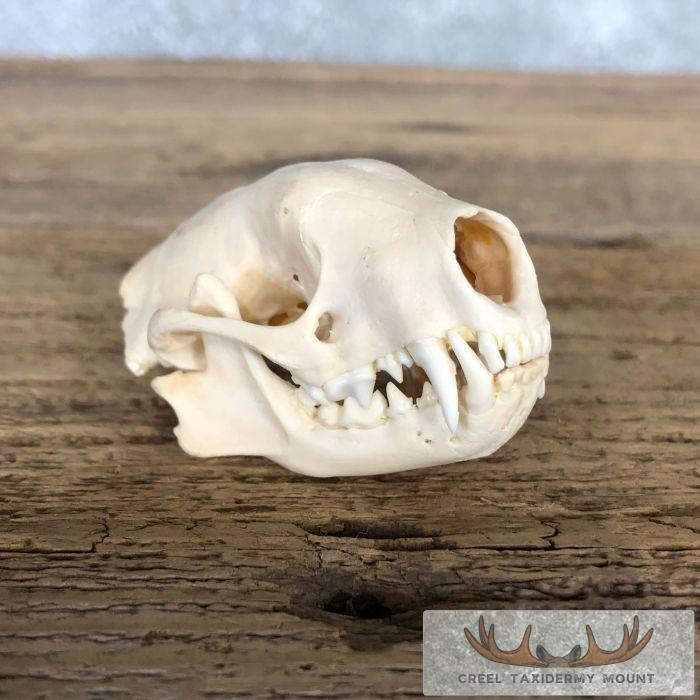 Striped Skunk Full Skull Taxidermy Mount For Sale