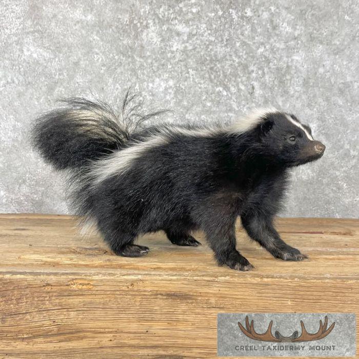 Striped Skunk Life-Size Taxidermy Mount For Sale