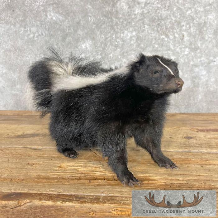 Striped Skunk Life-Size Taxidermy Mount For Sale