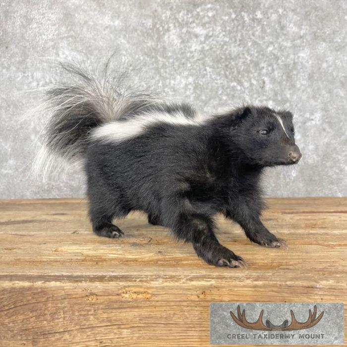 Striped Skunk Life-Size Taxidermy Mount For Sale