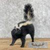 Striped Skunk Life-Size Taxidermy Mount For Sale