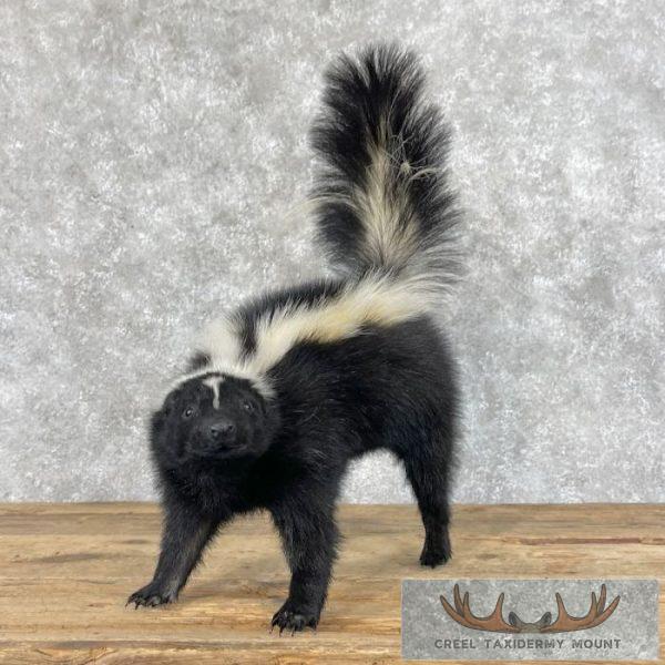 Striped Skunk Life-Size Taxidermy Mount For Sale