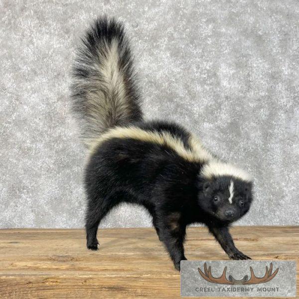 Striped Skunk Life-Size Taxidermy Mount For Sale