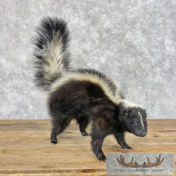 Striped Skunk Life-Size Taxidermy Mount For Sale