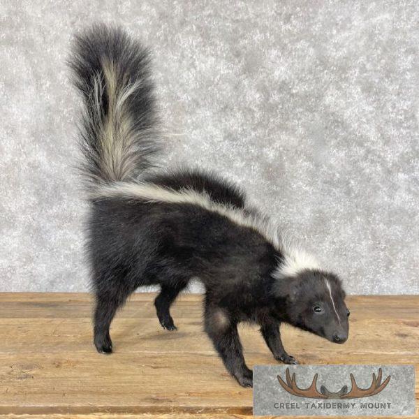 Striped Skunk Life-Size Taxidermy Mount For Sale