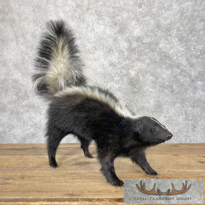 Striped Skunk Life-Size Taxidermy Mount For Sale