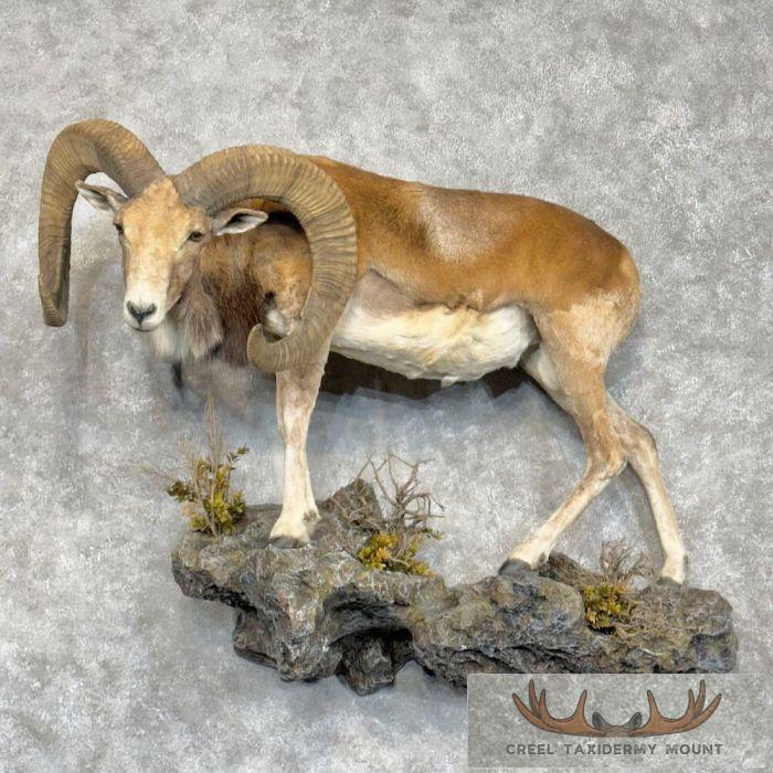 Stumberg Ram Life-Size Taxidermy Mount For Sale