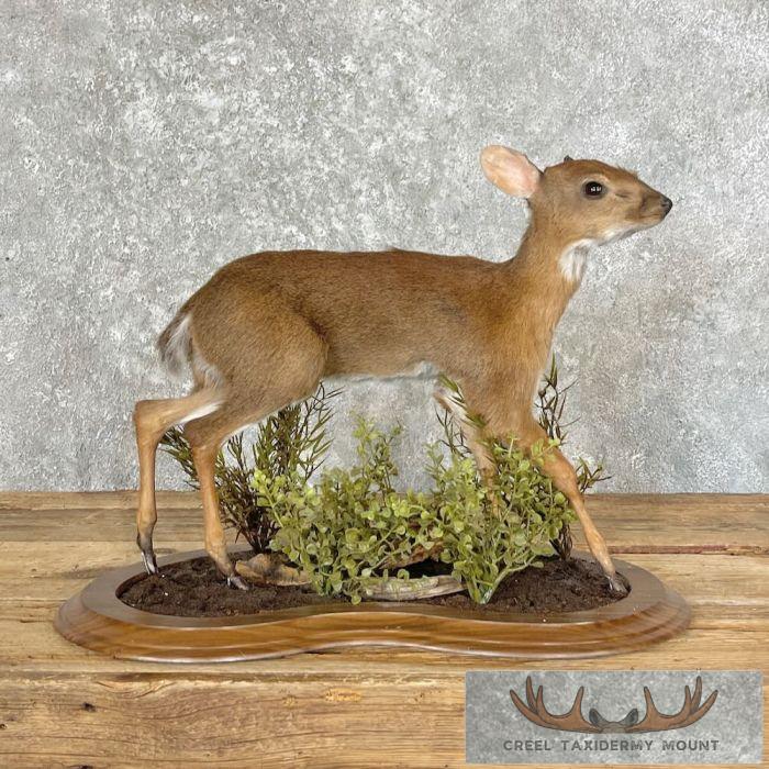 Suni Antelope Taxidermy Life-Size Mount For Sale