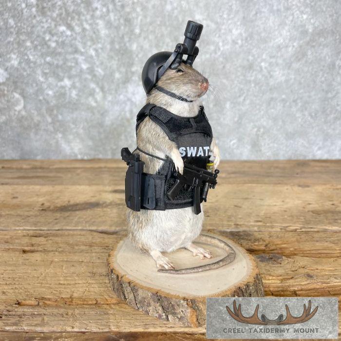 Swat Rat Novelty Taxidermy Mount For Sale