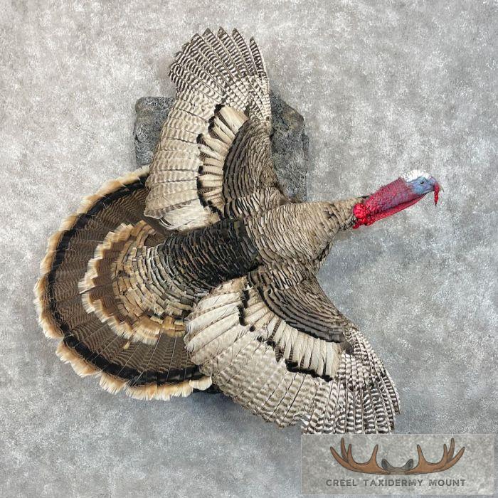 Sweet Grass Turkey Taxidermy Bird Mount For Sale