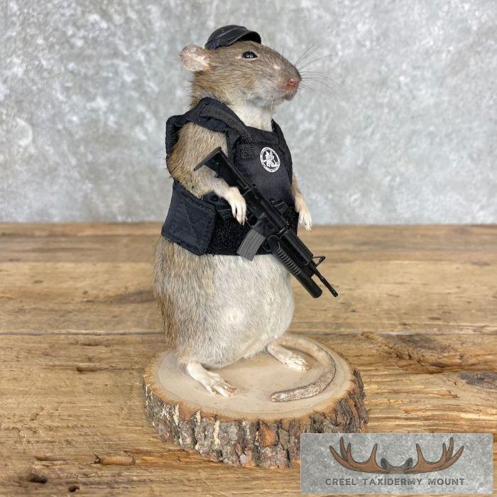Tactical Rat Novelty Taxidermy Mount For Sale