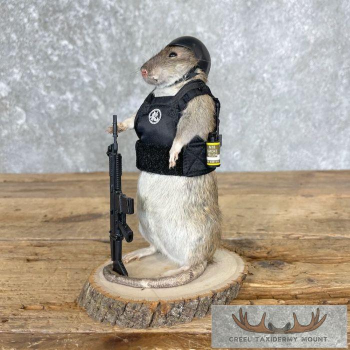 Tactical Rat Novelty Taxidermy Mount For Sale