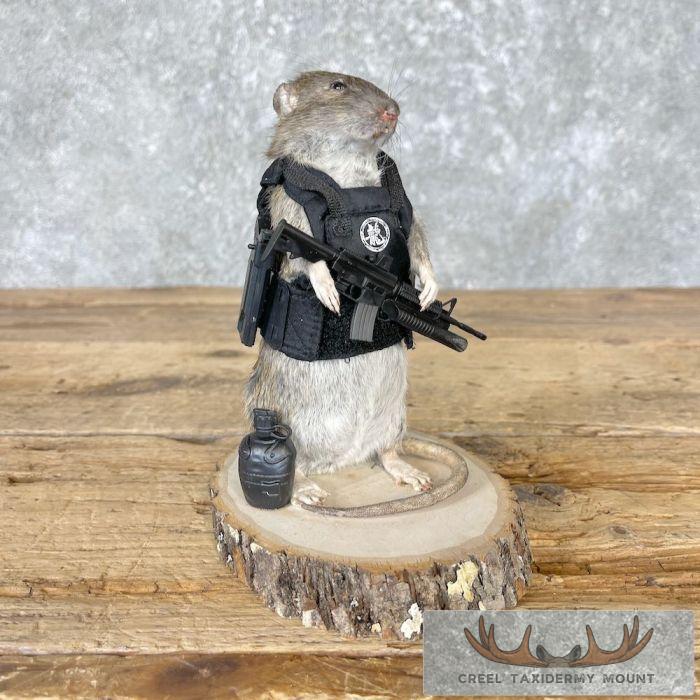 Tactical Rat Novelty Taxidermy Mount For Sale