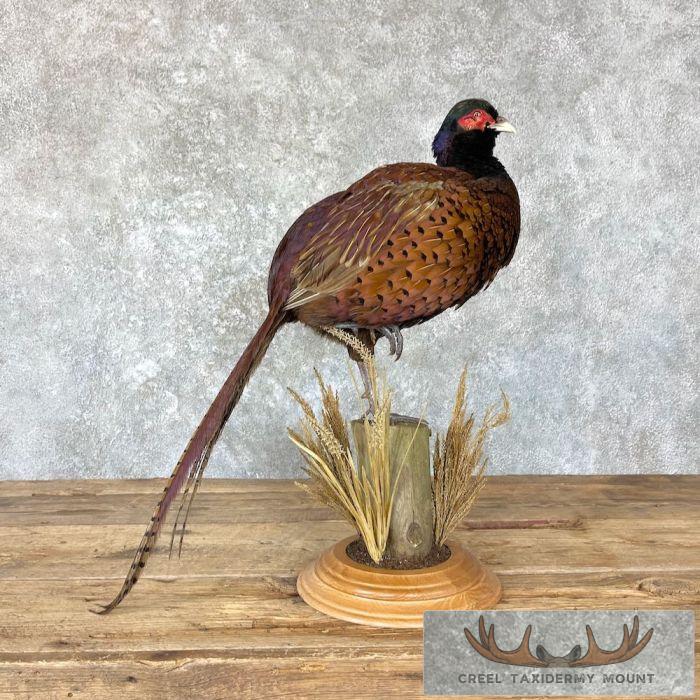 Talish Pheasant Taxidermy Bird Mount For Sale