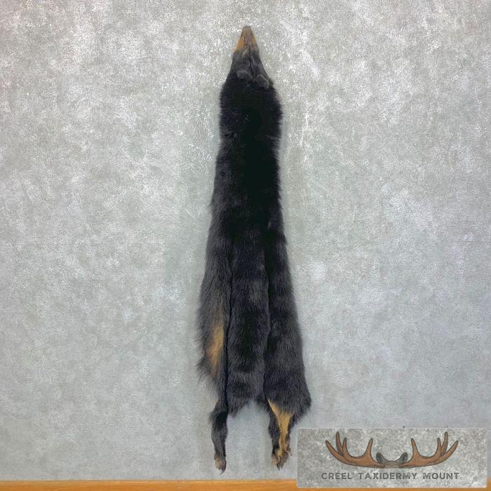 Tanned Black Bear Wall Hanging Pelt For Sale