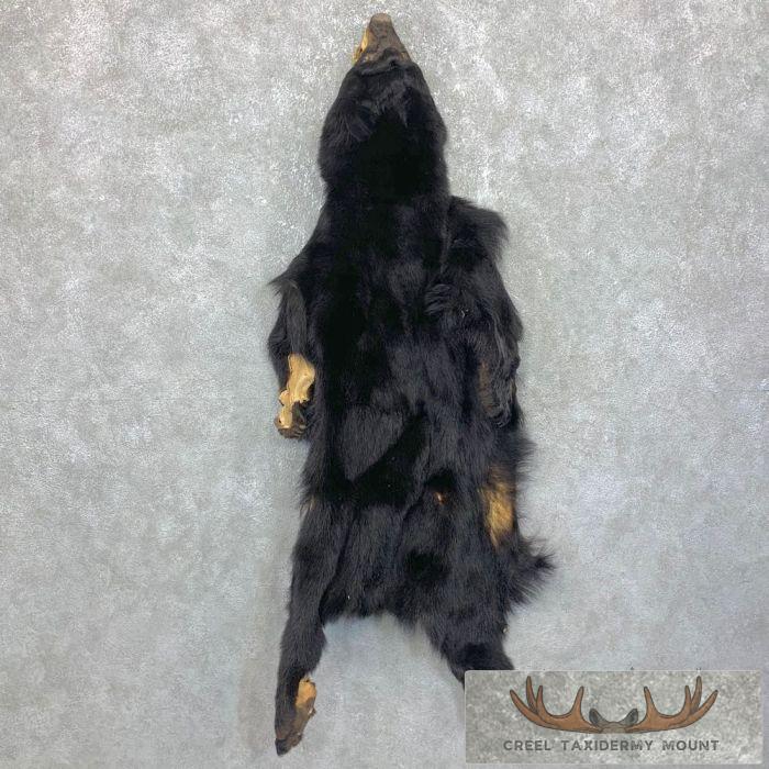 Tanned Black Bear Wall Hanging Pelt Taxidermy
