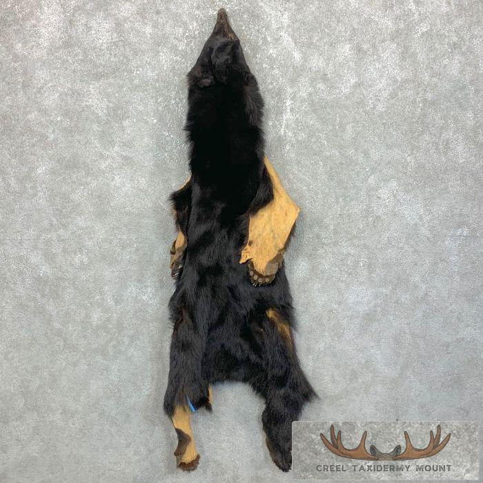 Tanned Black Bear Wall Hanging Pelt For Sale