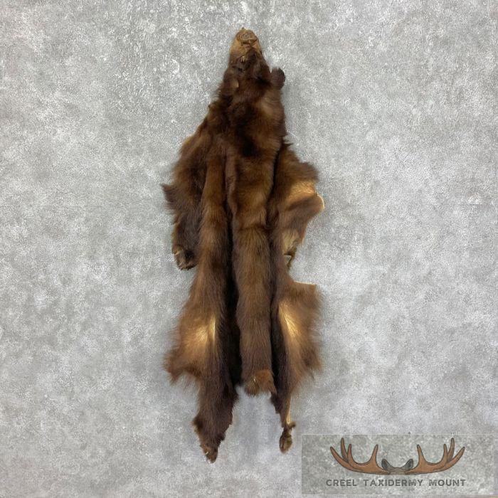 Tanned Chocolate Black Bear Wall Hanging Pelt For Sale