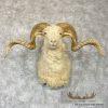 Texas Dall Sheep Taxidermy Shoulder Mount For Sale