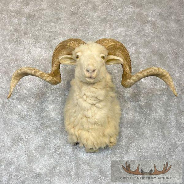 Texas Dall Sheep Taxidermy Shoulder Mount For Sale