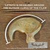 Mountain Lion Claw(s) - Image 5