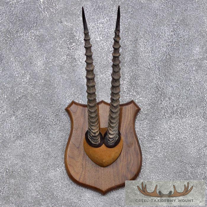 Thomson's Gazelle Horn Plaque For Sale