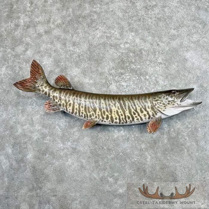 Reproduction Tiger Musky Taxidermy Fish Mount For Sale