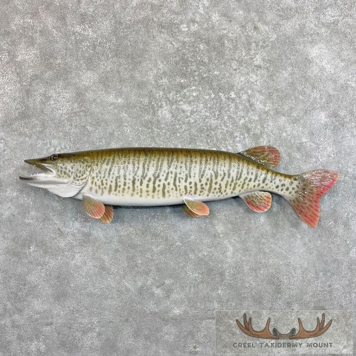 45" Reproduction Tiger Musky Taxidermy Fish Mount For Sale