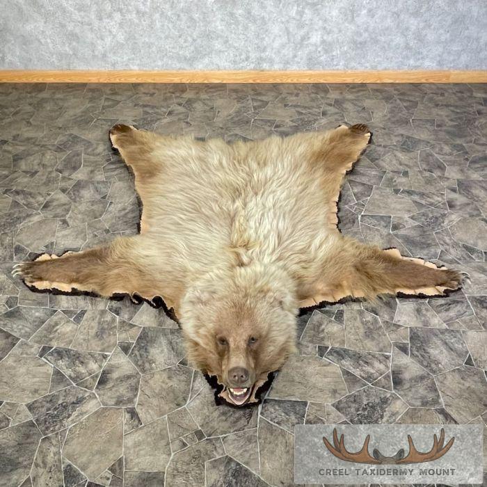 Toklat Grizzly Bear Full Size Taxidermy Rug Mount For Sale