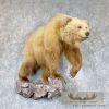 Toklat Grizzly Bear Taxidermy Mount For Sale